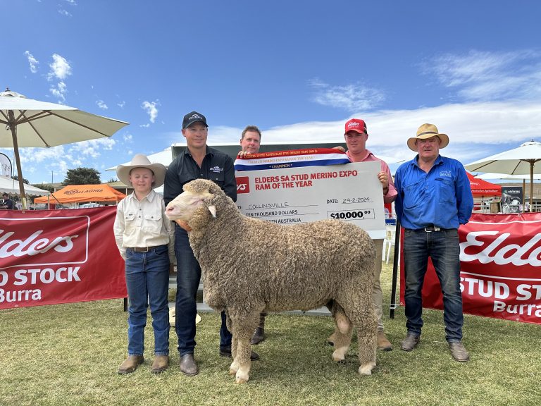 2024 ELDERS SA STUD MERINO EXPO RAM OF THE YEAR – FOURTH YEAR IN A ROW